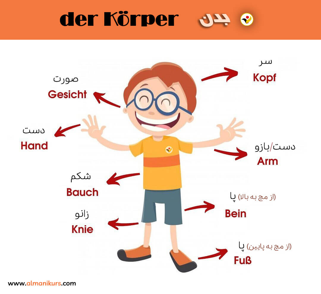 اعضای بدن در زبان آلمانی