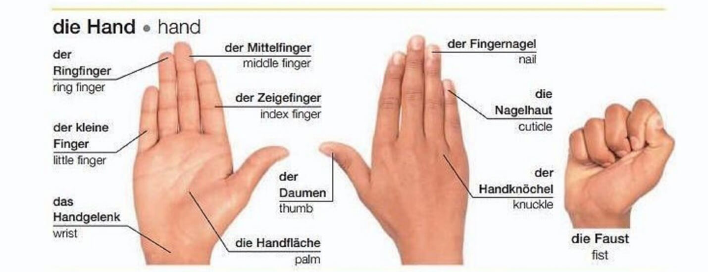 اجزای دست در زبان آلمانی